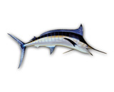 LPFISH1