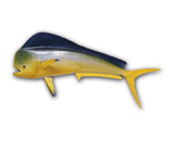 LPFISH3