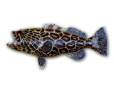 LPFISH6