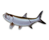 LPFISH7